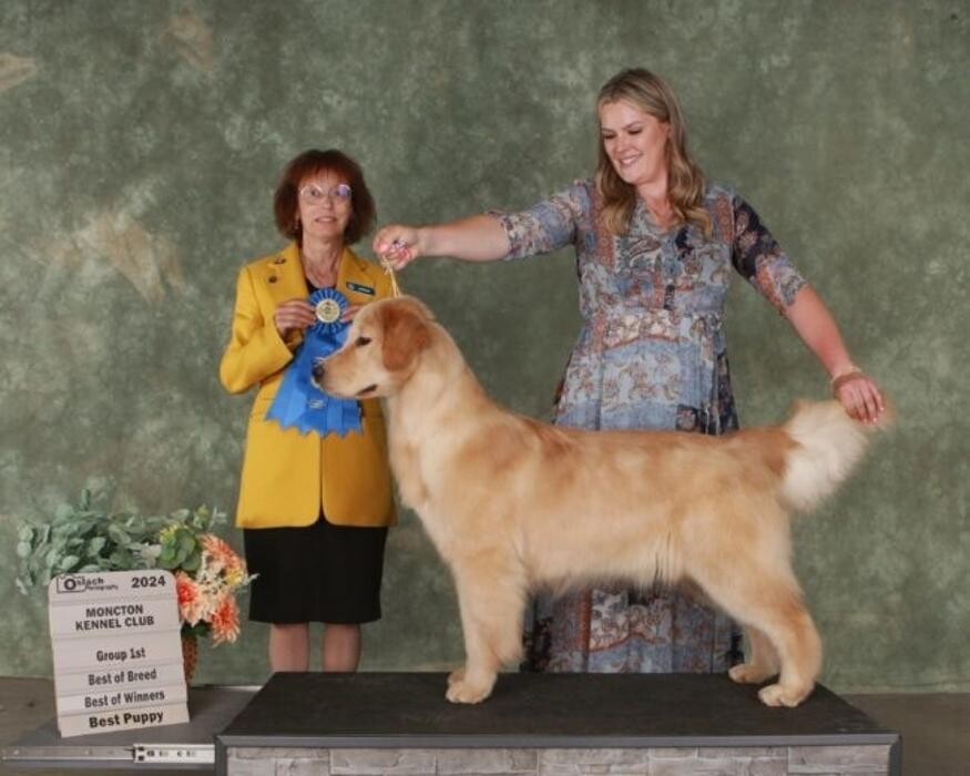 Images Ambercreek Golden Retrievers