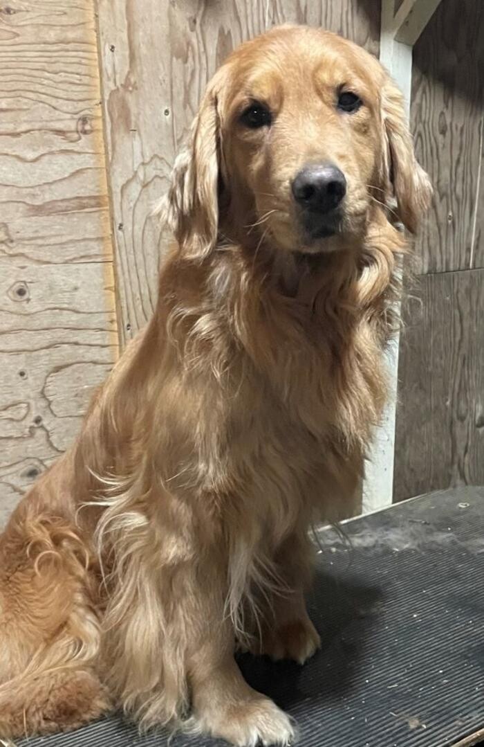 Images Ambercreek Golden Retrievers