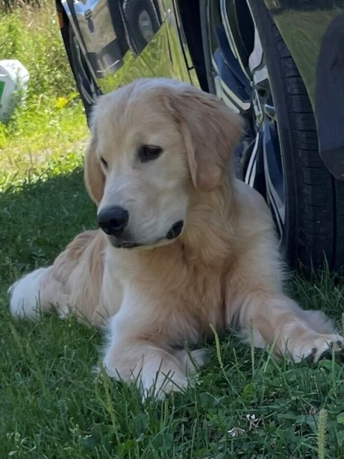 Images Ambercreek Golden Retrievers