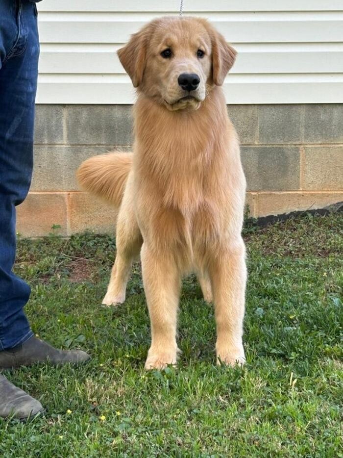 Images Ambercreek Golden Retrievers
