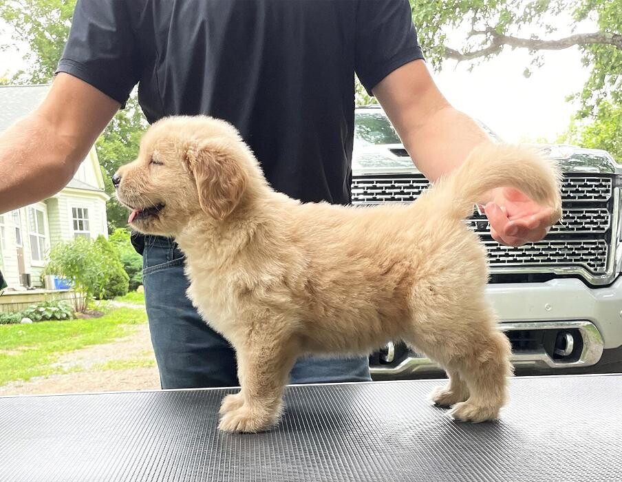 Images Ambercreek Golden Retrievers