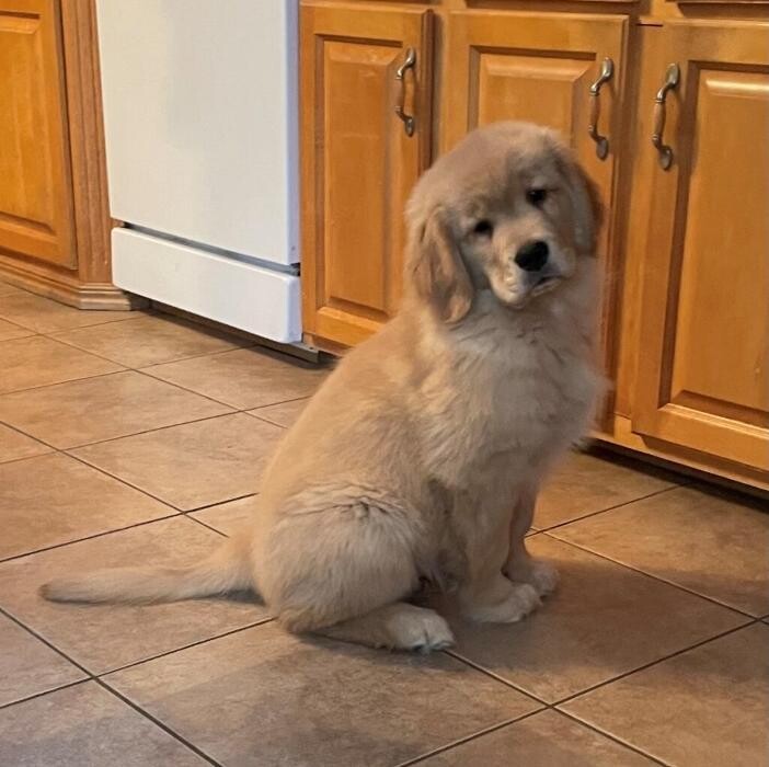 Images Ambercreek Golden Retrievers