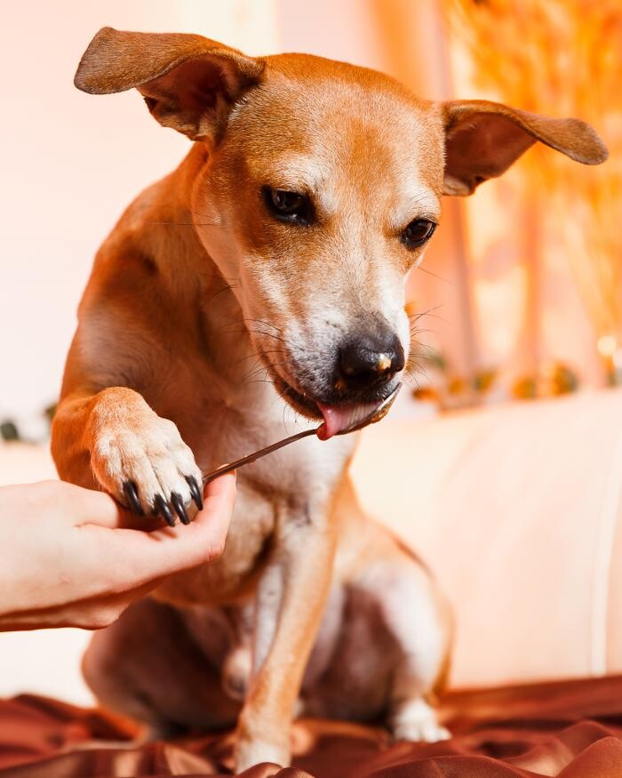 Images Pet Pics House & Pet Sitting