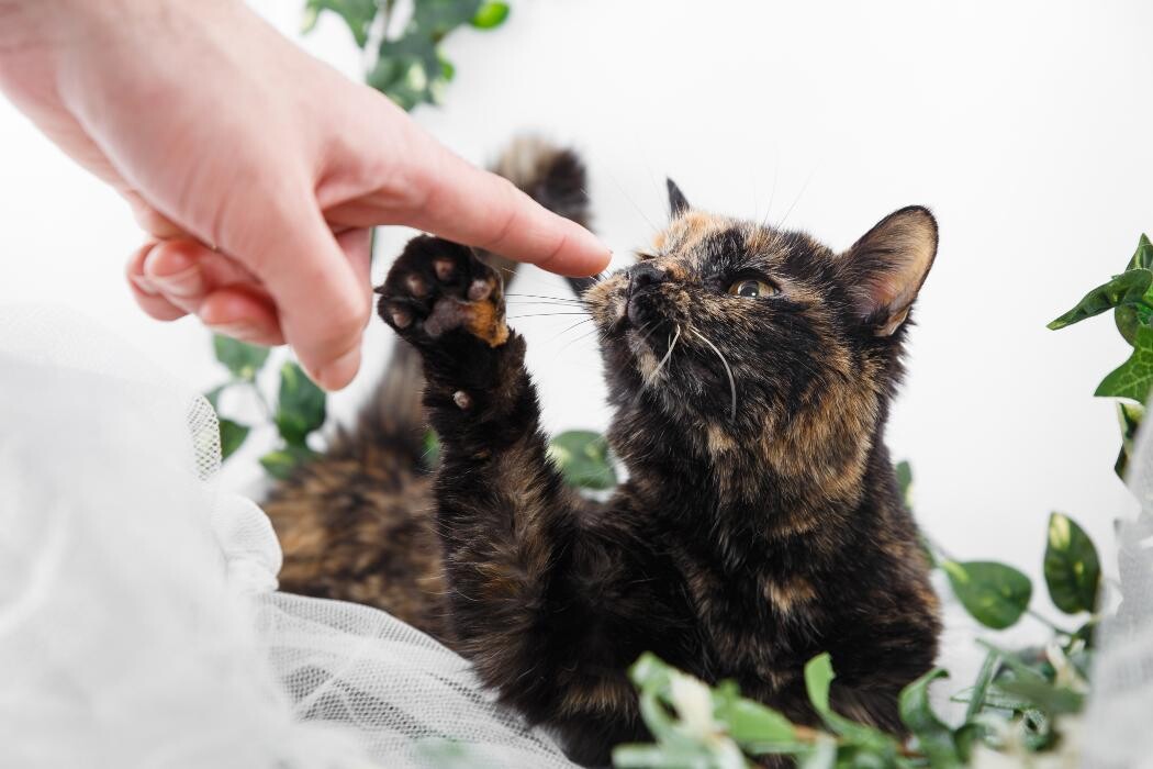 Images Pet Pics House & Pet Sitting