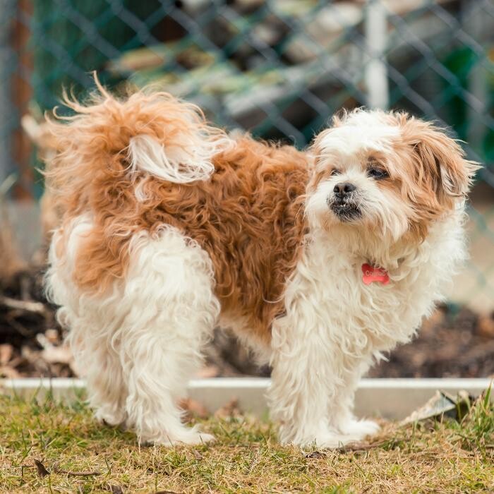 Images Pet Pics House & Pet Sitting