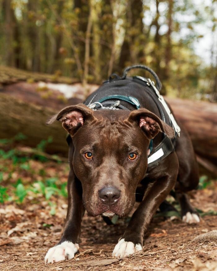 Images Pet Pics House & Pet Sitting
