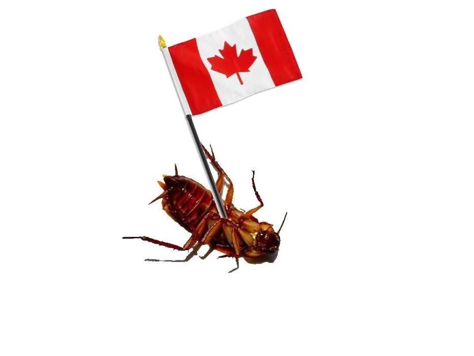 Images Pest Wizard Extermination Services