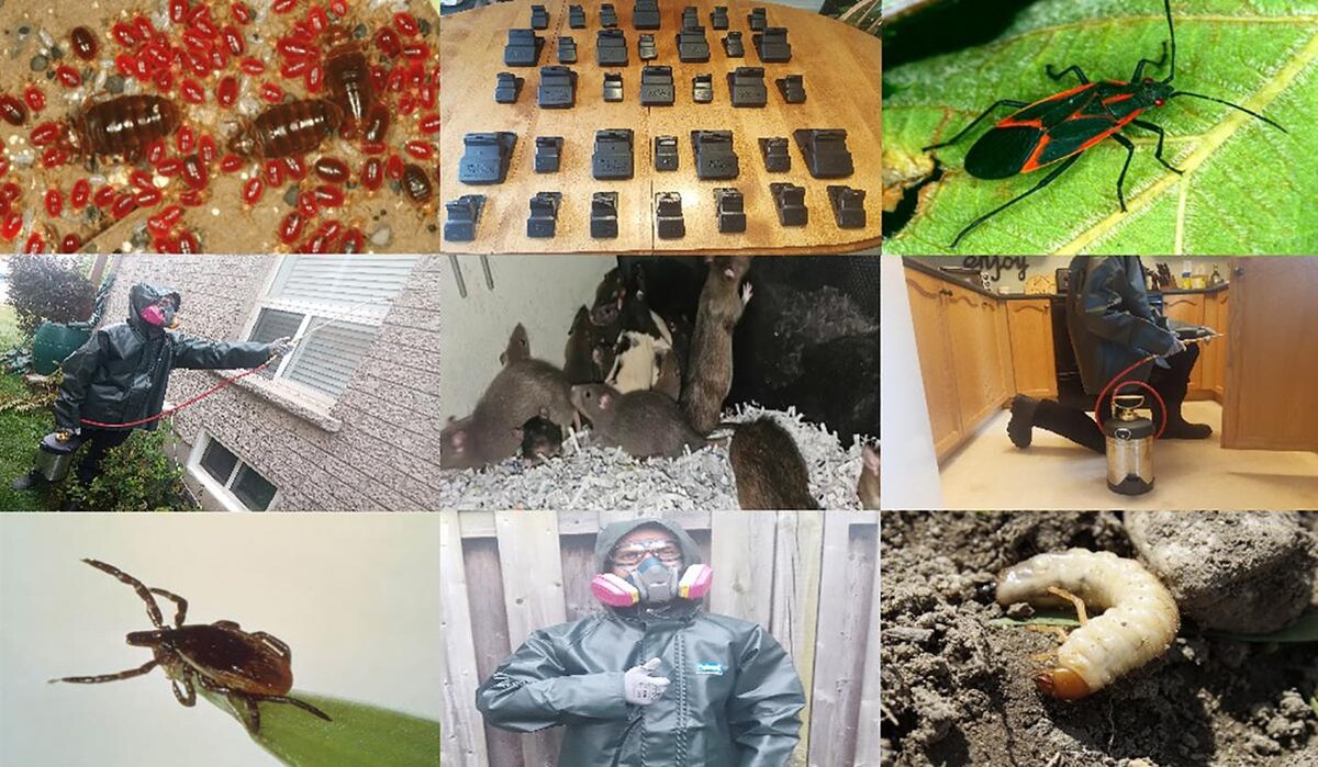 Images Pest Wizard Extermination Services