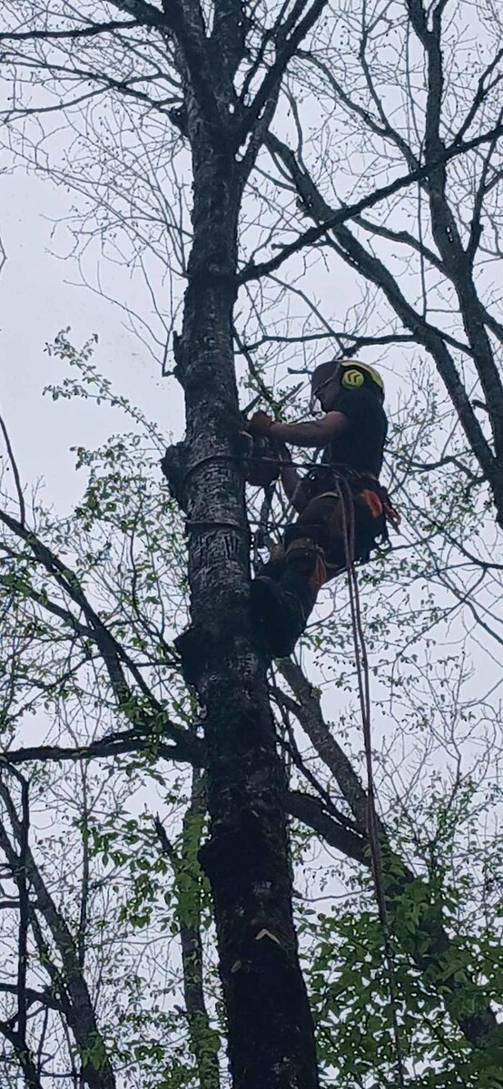 Images Arboriculture Lavallée