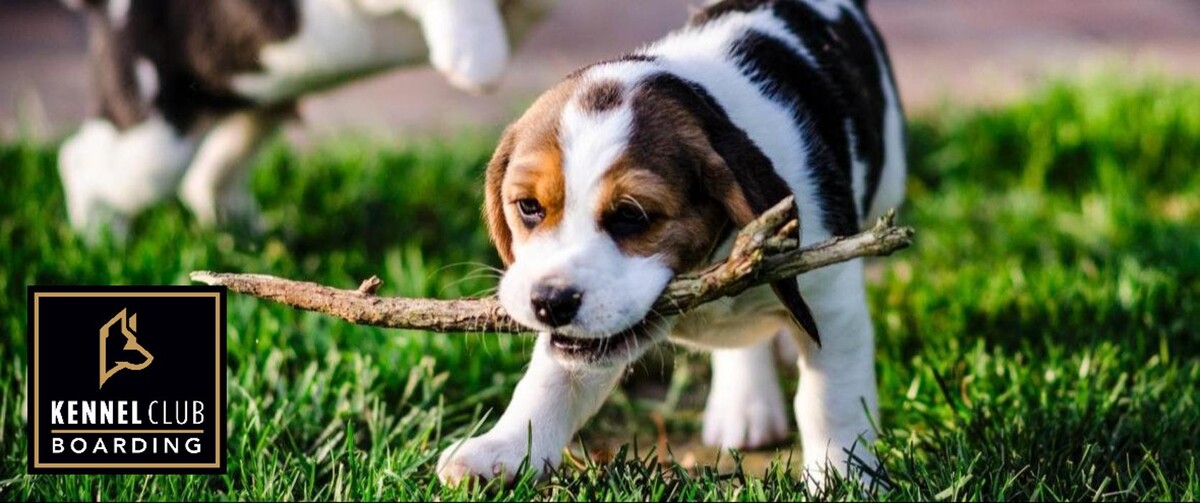 Images Kennel Club Boarding