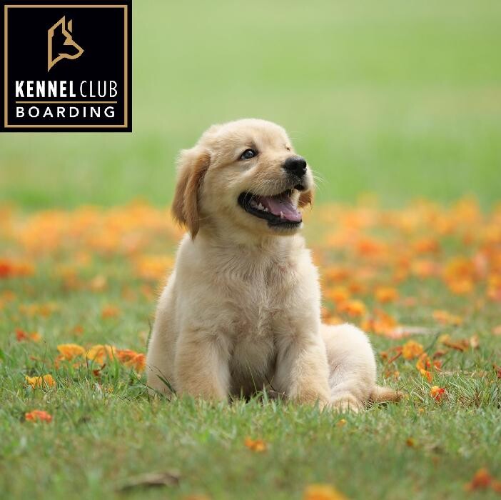 Images Kennel Club Boarding