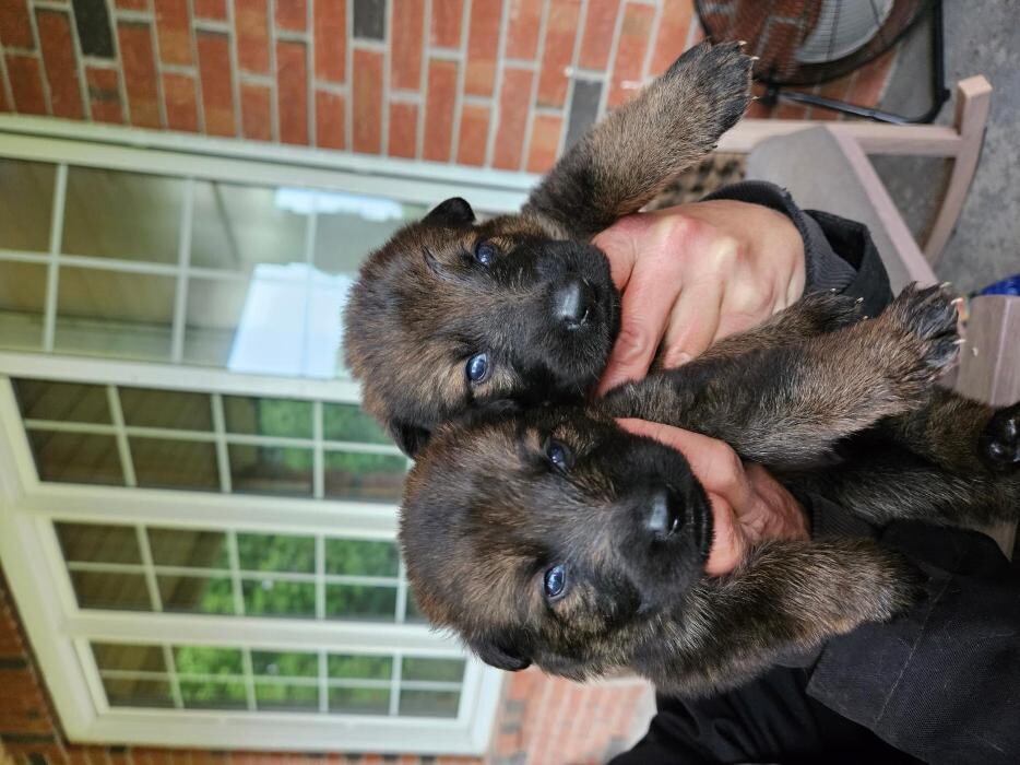 Images Kennel Club Boarding