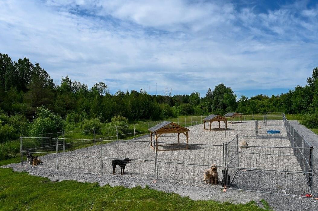 Images Kennel Club Boarding