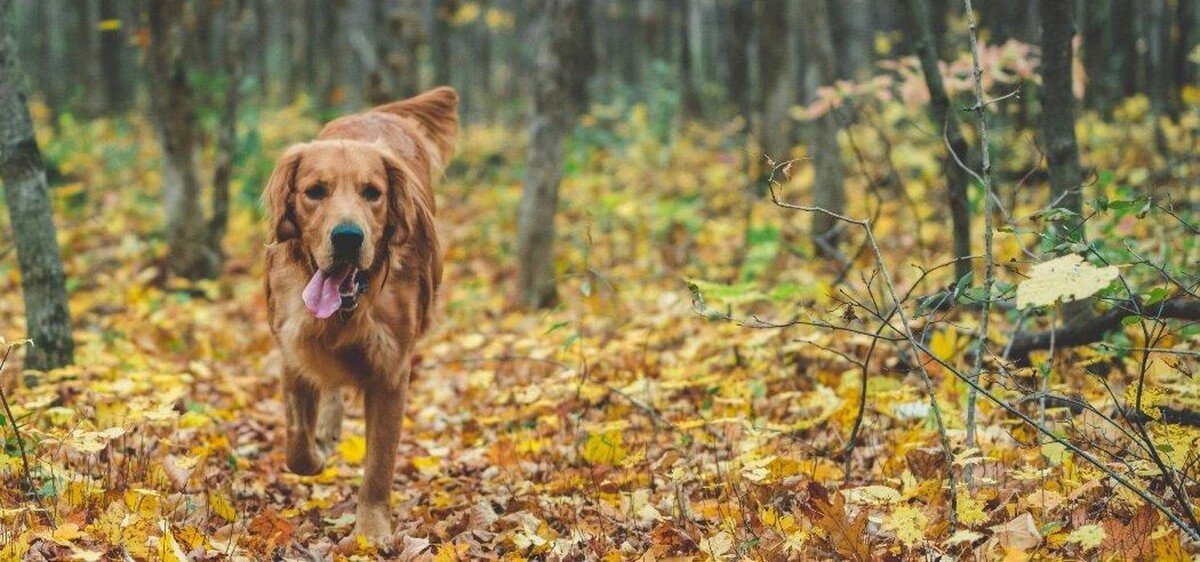 Images Kennel Club Boarding