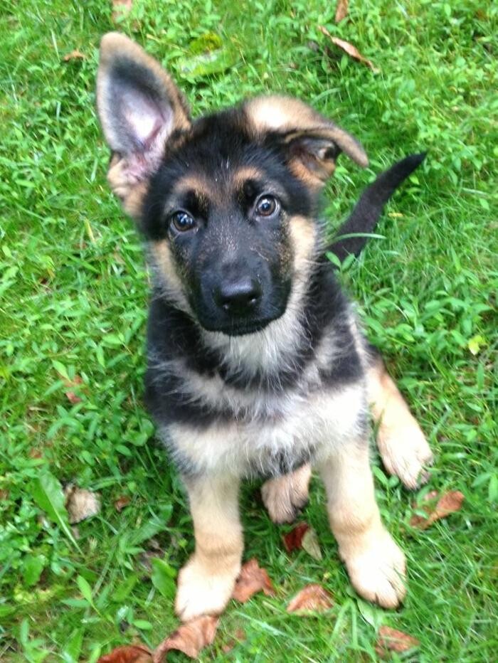 Images Kennel Club Boarding