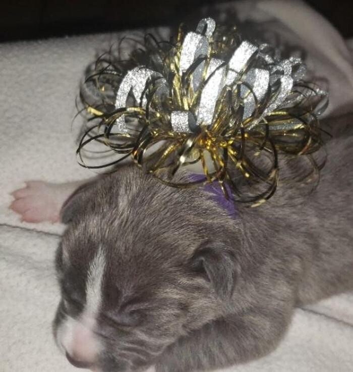 Images Kennel Club Boarding