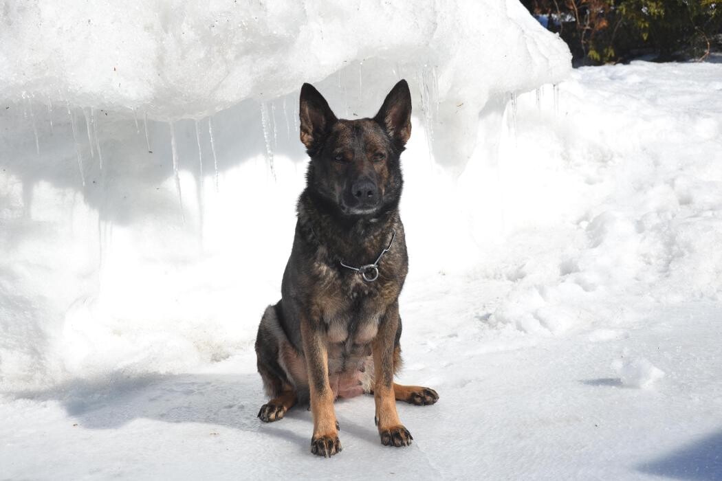 Images Kennel Club Boarding