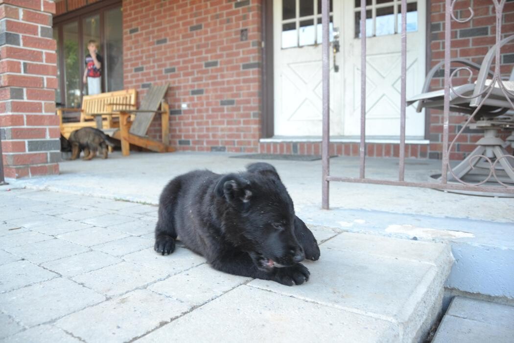 Images Kennel Club Boarding