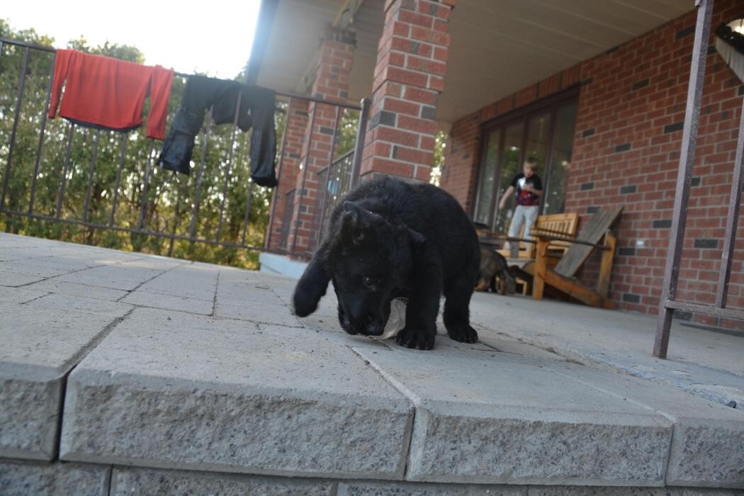 Images Kennel Club Boarding