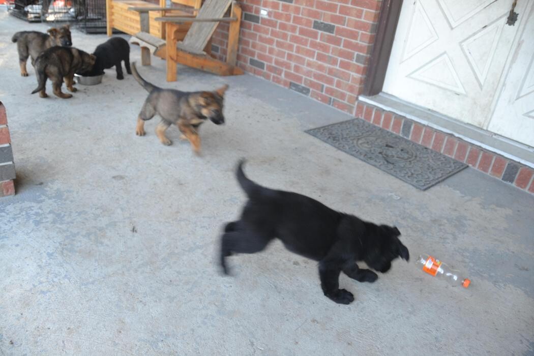 Images Kennel Club Boarding