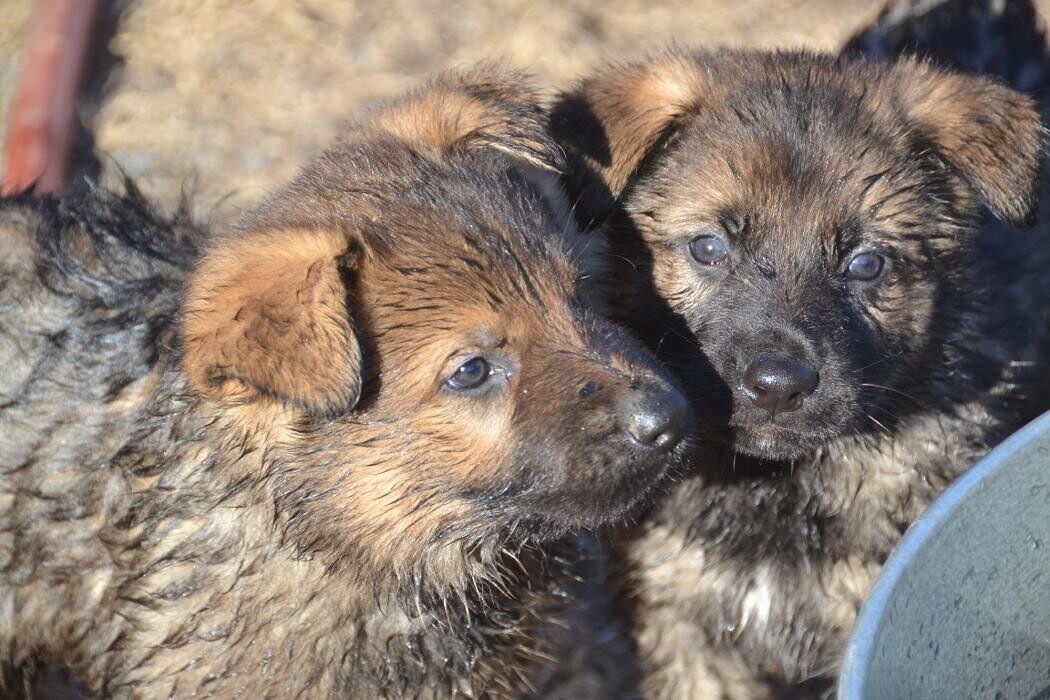 Images Kennel Club Boarding