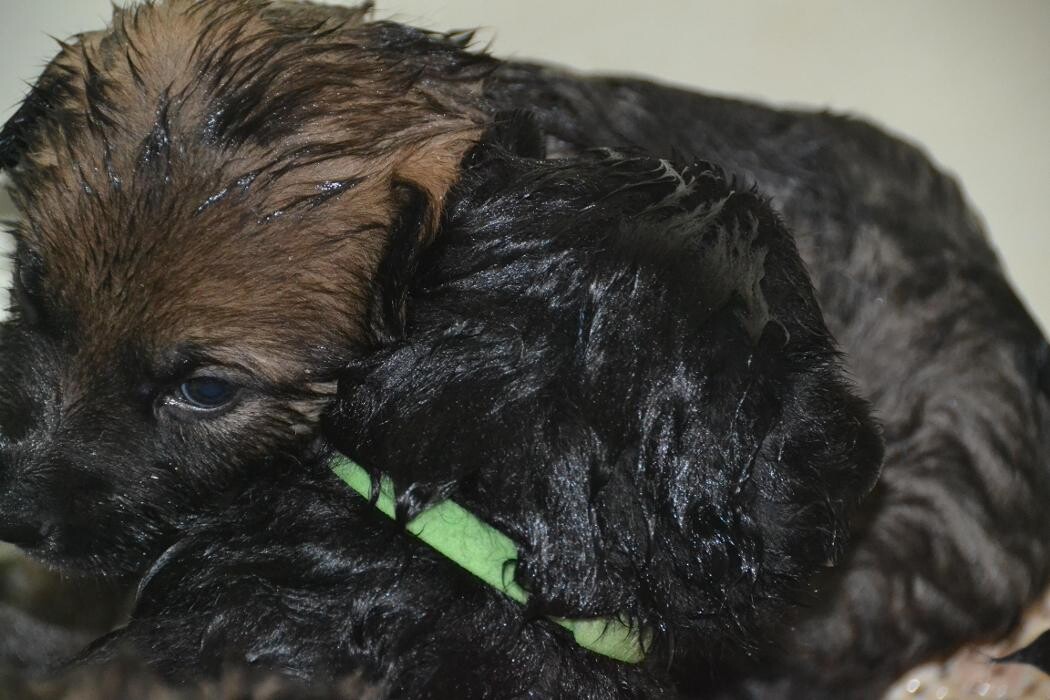 Images Kennel Club Boarding