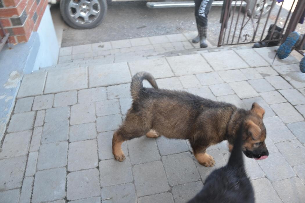 Images Kennel Club Boarding