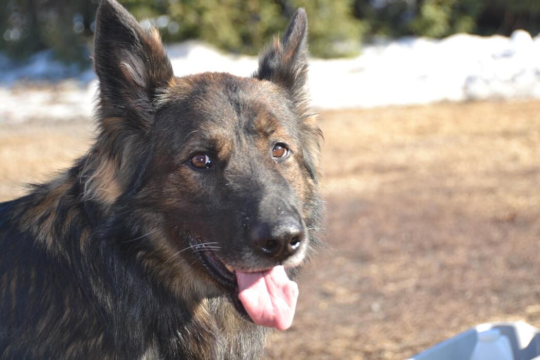 Images Kennel Club Boarding
