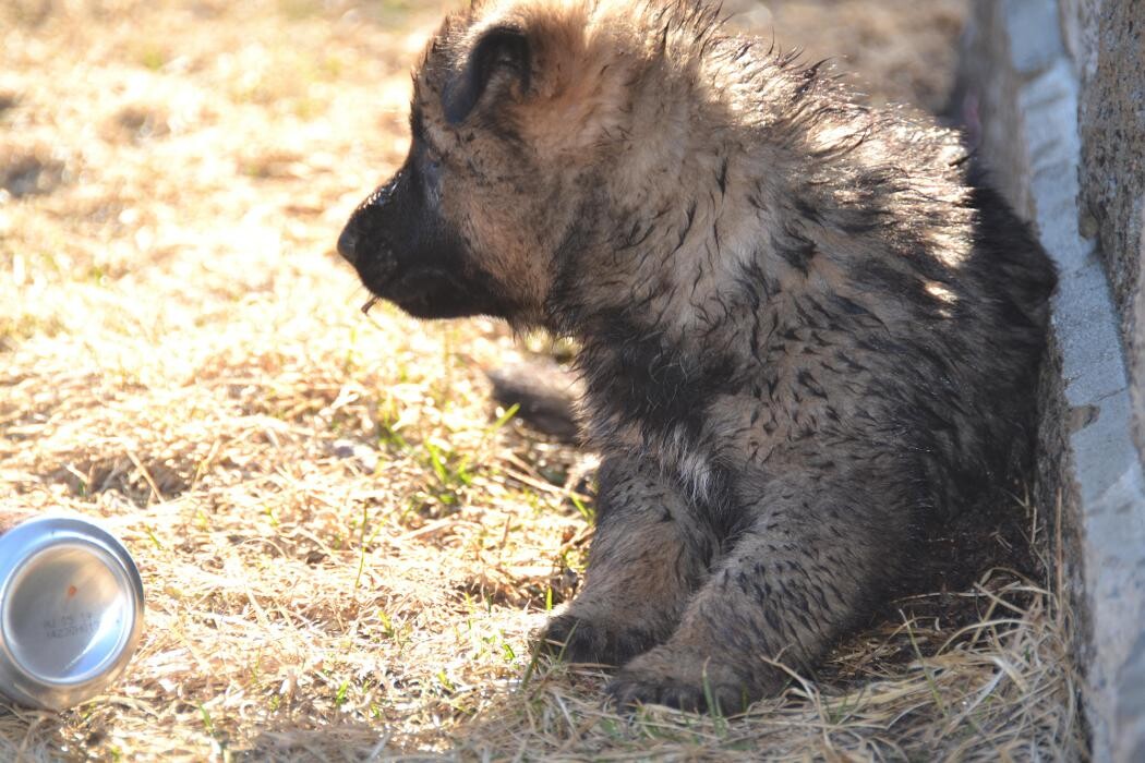 Images Kennel Club Boarding