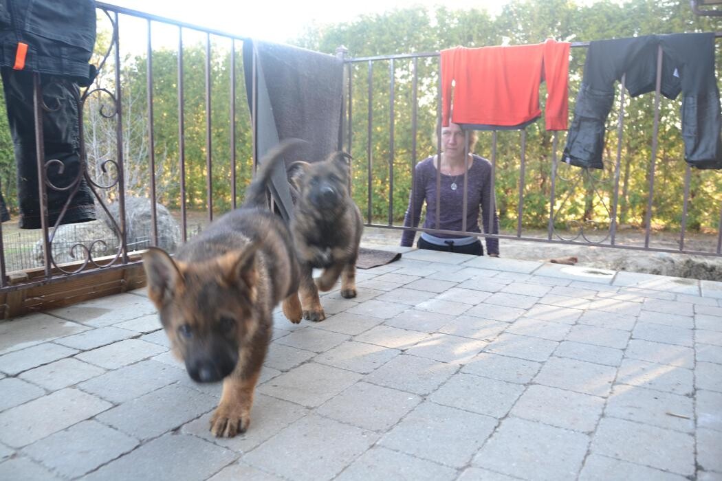 Images Kennel Club Boarding