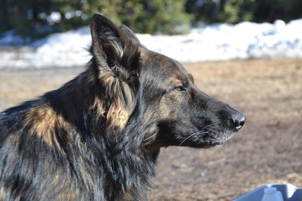 Images Kennel Club Boarding