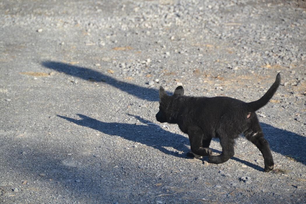 Images Kennel Club Boarding
