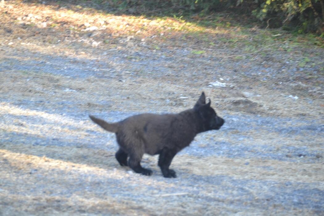 Images Kennel Club Boarding