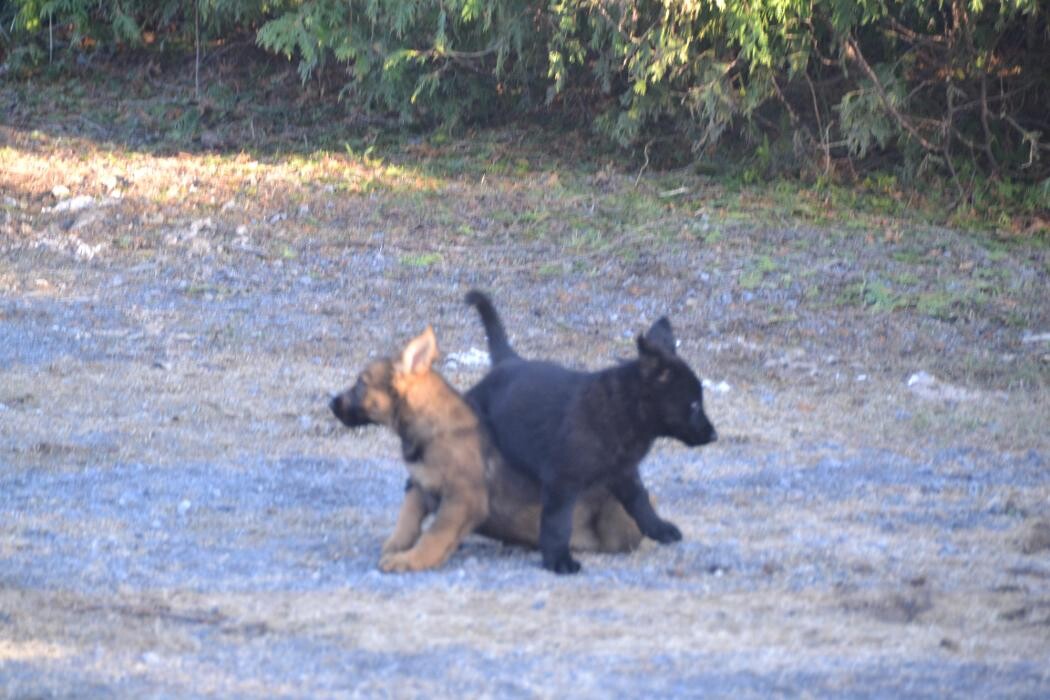 Images Kennel Club Boarding