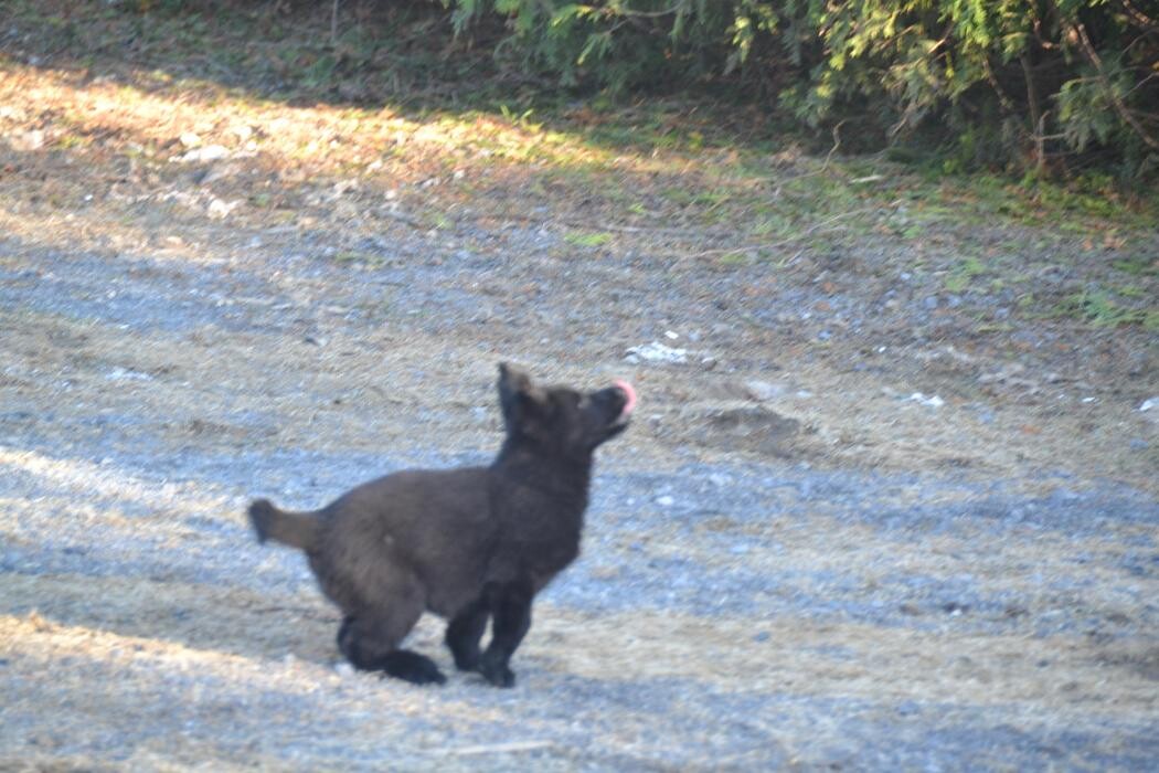 Images Kennel Club Boarding
