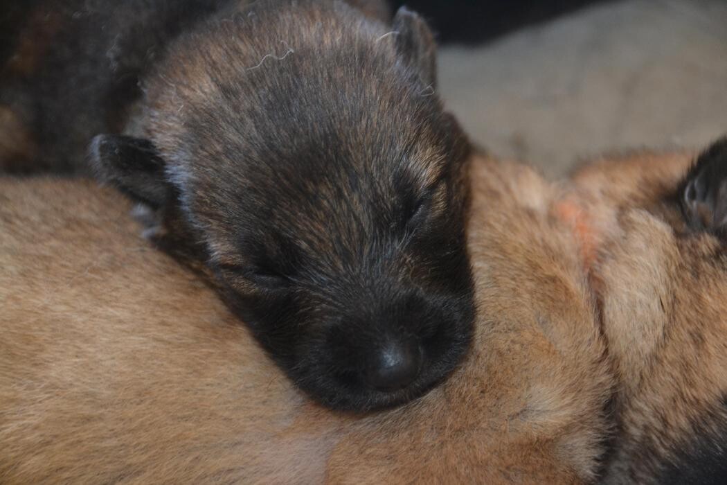 Images Kennel Club Boarding