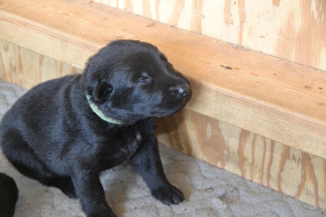 Images Kennel Club Boarding