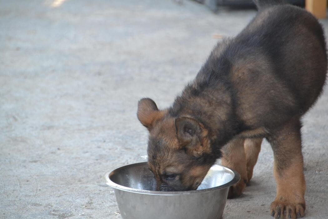 Images Kennel Club Boarding
