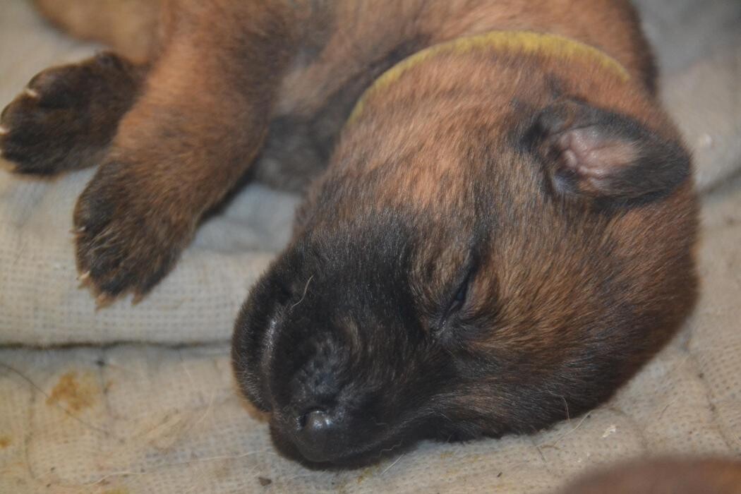 Images Kennel Club Boarding