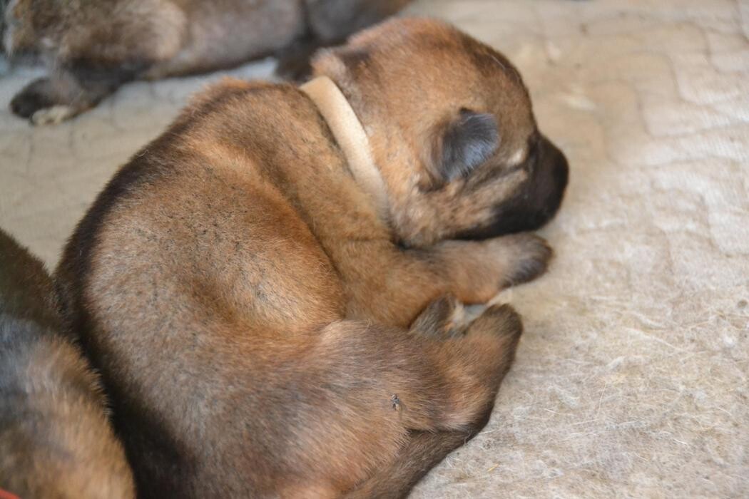 Images Kennel Club Boarding
