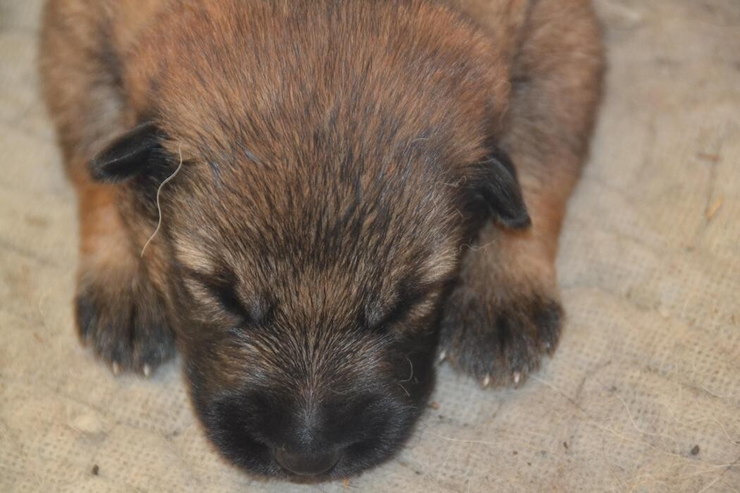 Images Kennel Club Boarding