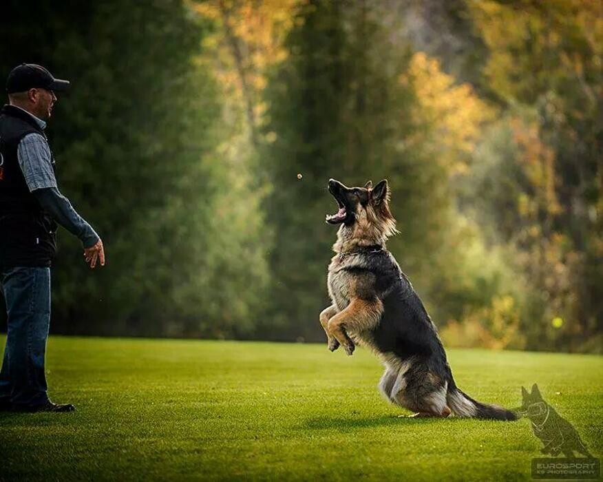 Images Kennel Club Boarding