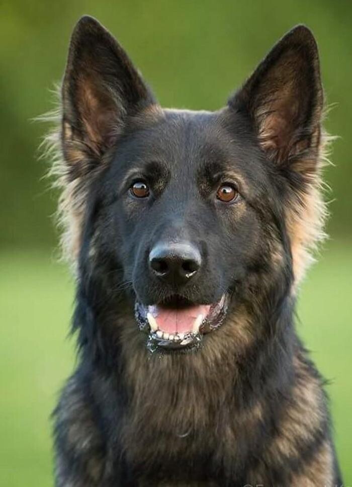 Images Kennel Club Boarding