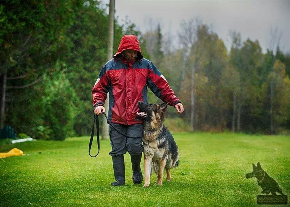Images Kennel Club Boarding