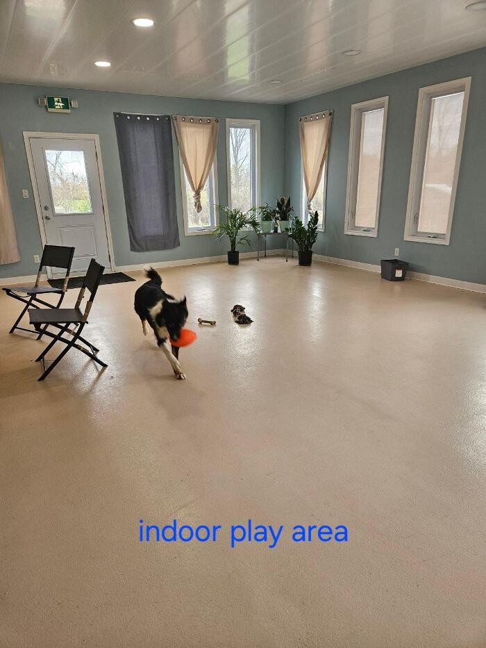 Images Kennel Club Boarding