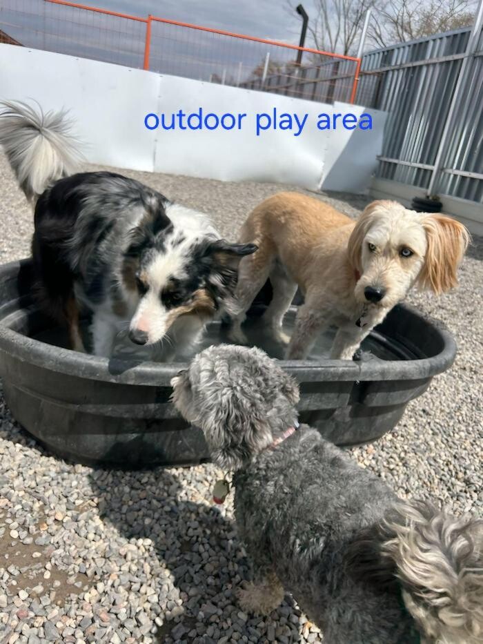 Images Kennel Club Boarding