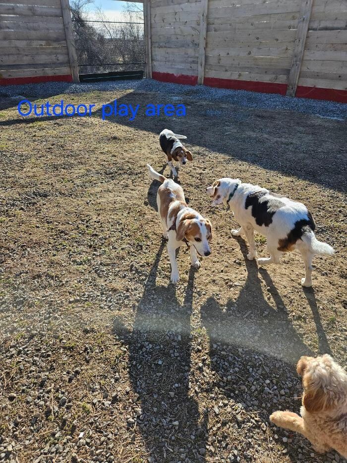 Images Kennel Club Boarding