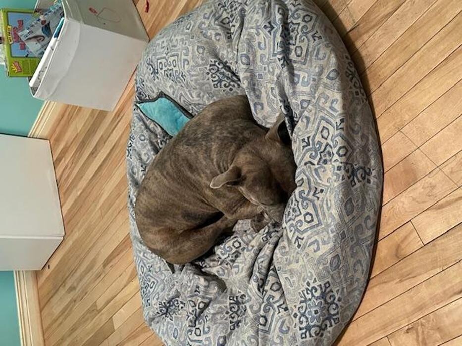 Images Kennel Club Boarding