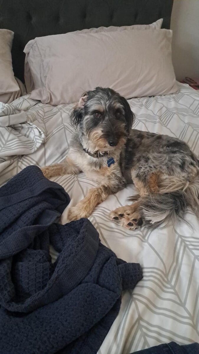 Images Kennel Club Boarding