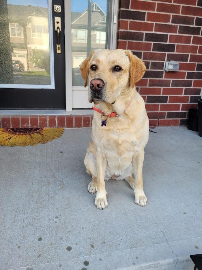 Images Kennel Club Boarding